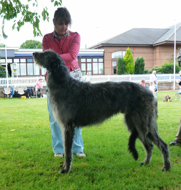 Beardswood Quinlan